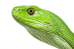 Green Tree Python Close Up photo