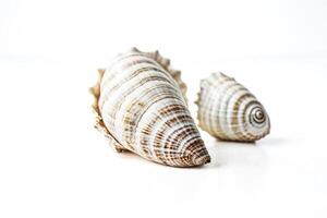 Two seashells on a white background photo