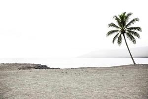 Single Palm Tree on a Beach With Mountains in the Distance photo