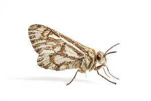 Moth on a White Background photo