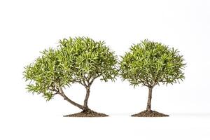 Two Green Trees on White Background photo
