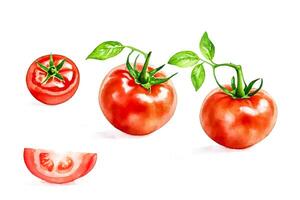 Watercolor Painting of Tomatoes on a White Background photo