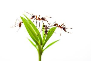 Macro View of Ants on a Green Sprout photo