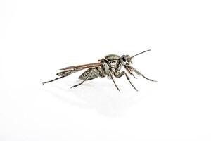 Close-up of a Robber Fly with Brownish-Red Wings photo