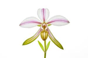 Close-up of a Single White Orchid with Pink Stripes photo