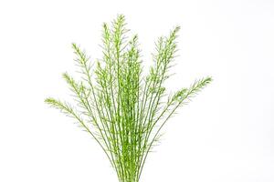 Sprig of Green Foliage Isolated on White Background photo
