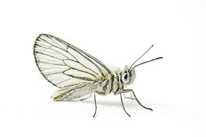 White Butterfly with Green Veins on Wings photo
