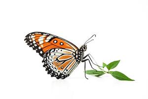 Closeup of a butterfly with orange and black wings perched on a green leaf photo