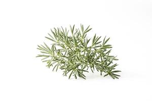 Green Branch with Delicate Leaves on White Background photo