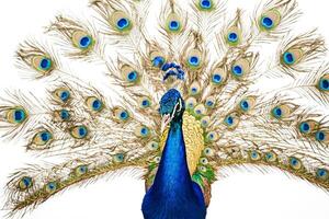 Majestic Peacock with Feathers Spread Wide photo