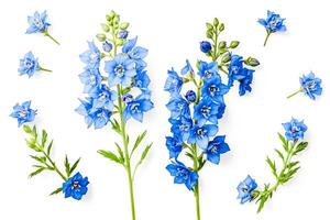 Blue Delphiniums on White Background photo