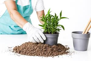 Close up of hands planting a houseplant in potting soil photo