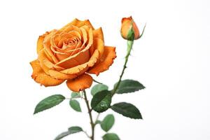 Single Orange Rose with Dew Drops on White Background photo
