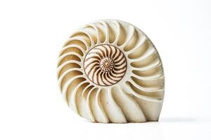 Nautilus Shell Isolated on White Background photo