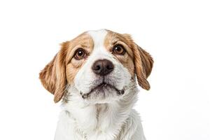 Close Up Portrait of a Dog Looking Up with Curious Expression photo