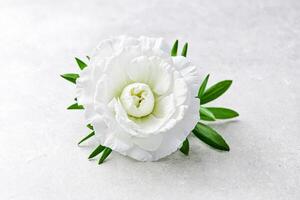 Single White Flower with Green Leaves on Grey Background photo