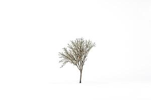 Minimalist Tree in Snowy Field photo