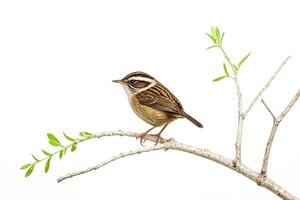Striped Wren Perched on a Branch photo