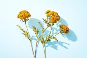 Yellow Flowers with Shadow on Blue Background photo