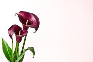 Two Calla Lilies On White Background photo