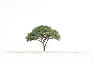 Lone Tree in a White Landscape photo