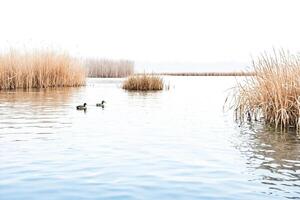 Two Ducks Swimming in a Calm Lake Surrounded by Reeds photo