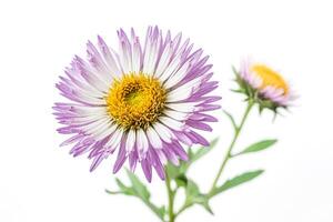 Close-up of a single purple aster flower with yellow center photo