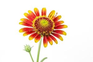 Red and Yellow Flower with Dew Drops Isolated on White photo