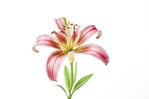 Pink Lily Flower Isolated on White Background photo