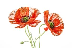 Two Red Poppies with Green Stems on White Background photo