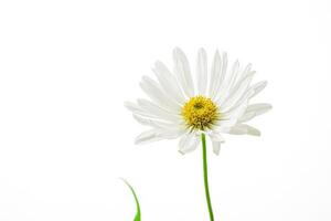 Single White Daisy Flower Isolated on White Background photo