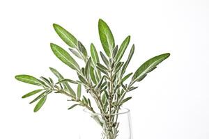 Close up of fresh green plant in glass vase against white background photo