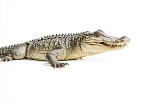 Alligator with Open Mouth Isolated on White Background photo