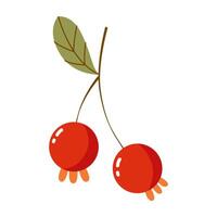 red berries on a branch with leaves vector