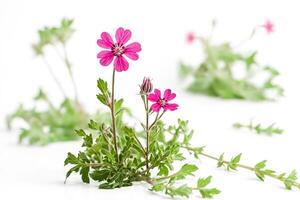 Pink flower with green leaves isolated on white background photo