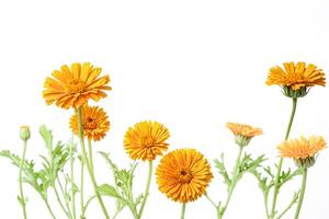 Calendula Flower Bouquet on White Background photo