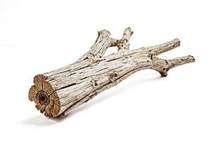 Branch of a tree with a rough textured bark isolated on a white background. photo