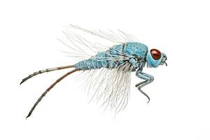 Blue and White Winged Insect Macro Photography photo