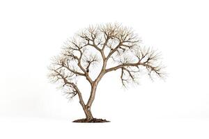 Bare Branch Tree Isolated on White Background photo