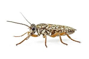 Closeup of a brown and white insect with long antennae photo