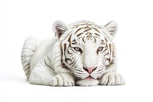 White Tiger Lying Down with Head Resting on Paws photo