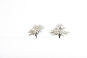 Two Snow-Covered Trees in a Winter Landscape photo