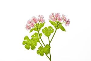Pink Flower with Green Leaves on White Background photo