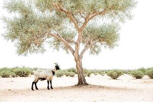 Goat under a Tree in the Desert photo