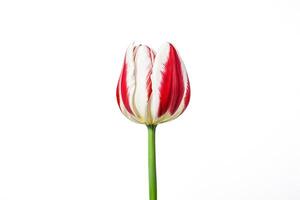 Single Red and White Tulip on White Background photo