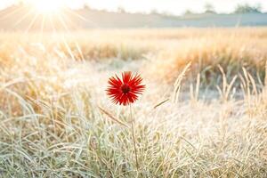 Single Red Wildflower in a Field of Grass photo