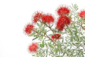 Red Bottlebrush Flowers on a White Background photo