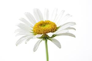Close-up of a Single White Daisy Flower with Yellow Center photo