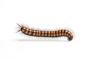 Millipede Isolated on White Background photo