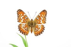 Closeup of a Beautiful Orange Butterfly on a White Background photo